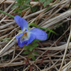 Viola odorata