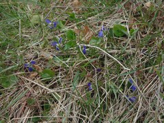 Viola odorata