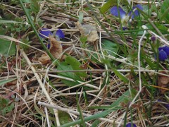 Viola odorata