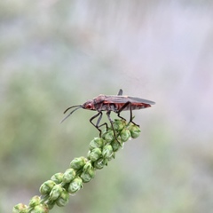 Leptocoris mitellatus