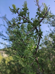 Forestiera angustifolia