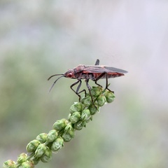 Leptocoris mitellatus