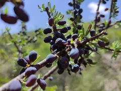 Forestiera angustifolia