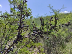 Forestiera angustifolia