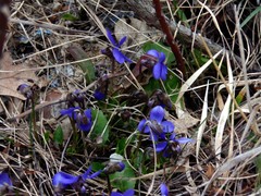Viola odorata
