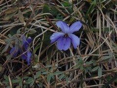 Viola odorata