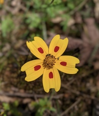 Bidens ocellata