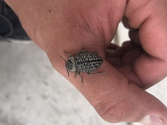 Microschatia solieri