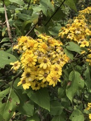 Rumfordia floribunda