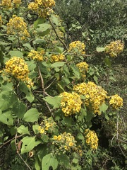 Rumfordia floribunda