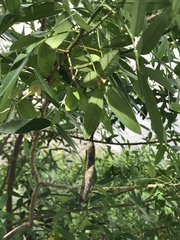 Senna corymbosa
