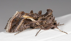 Autographa flagellum
