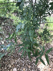 Senna corymbosa