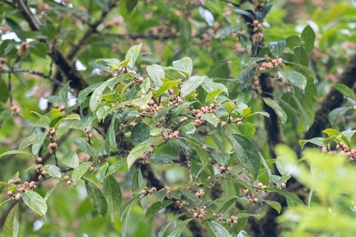Ficus colubrinae (Ficus colubrinae)