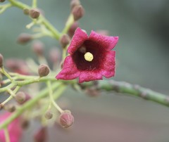 Brachychiton acerifolius × discolor