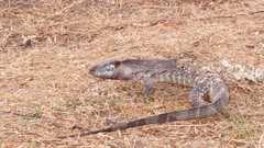Varanus albigularis microstictus