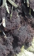 Vertebrata lanosa