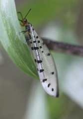 Myrmeleon erythrocephalus