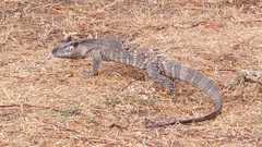 Varanus albigularis microstictus
