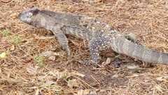 Varanus albigularis microstictus