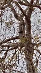 Varanus albigularis microstictus