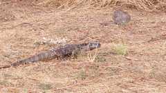 Varanus albigularis microstictus