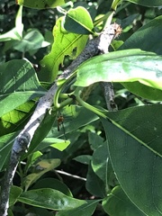 Aurotipula clara