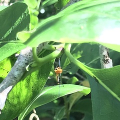 Aurotipula clara