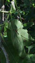 Aurotipula clara
