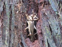 Paragryllacris combusta