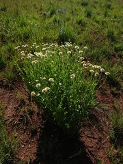 Afroaster peglerae
