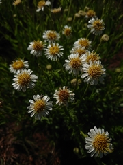 Afroaster peglerae