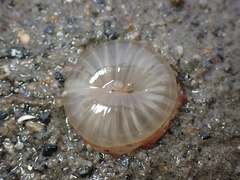 Harenactis attenuata