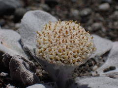 Craspedia thinicola