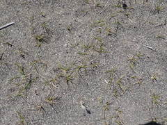 Zoysia minima