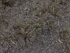 Zoysia minima