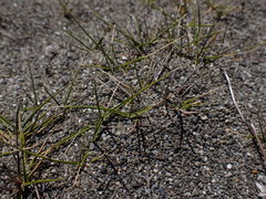 Zoysia minima