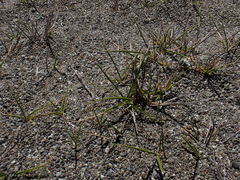 Zoysia minima