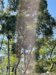 Melaleuca leucadendra