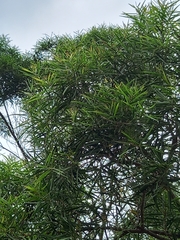 Acacia confusa