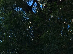 Acacia confusa