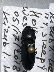 Selatosomus