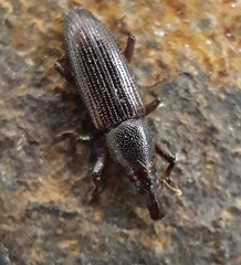 Cossoninae