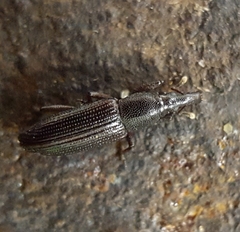 Cossoninae