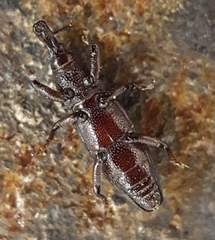 Cossoninae