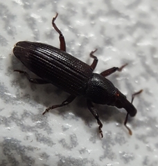 Cossoninae