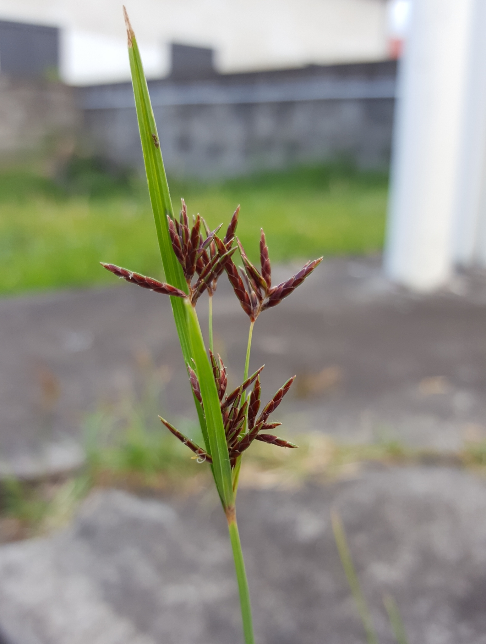 (c) François Rousseu, certains droits réservés (CC BY-NC) https://www.inaturalist.org/observations/100906585