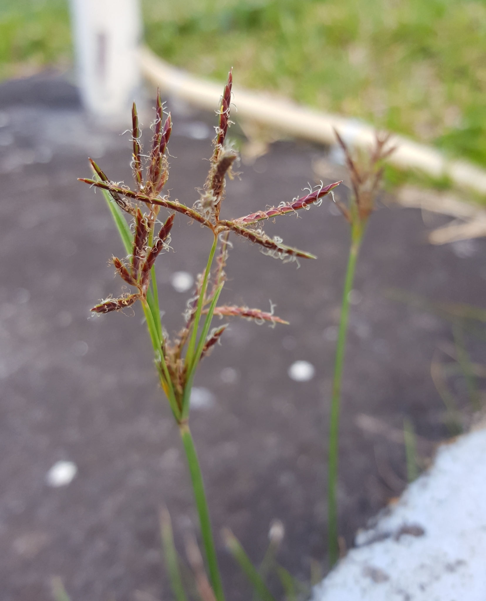 (c) François Rousseu, certains droits réservés (CC BY-NC) https://www.inaturalist.org/observations/100906585