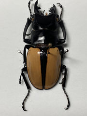 Odontolabis ludekingi