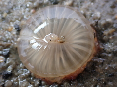 Harenactis attenuata
